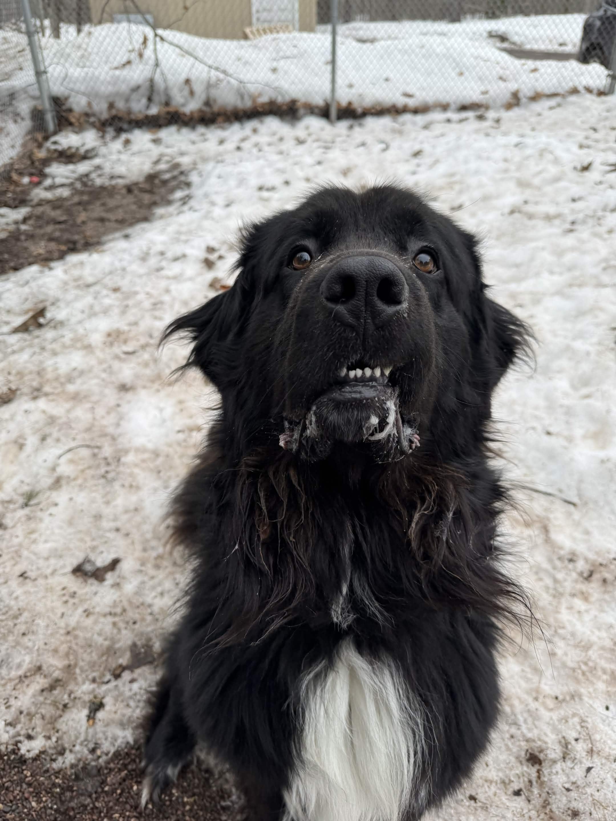 Enlarge Opie, an adopted Newfoundland Dog in Houghton, MI image 2/2