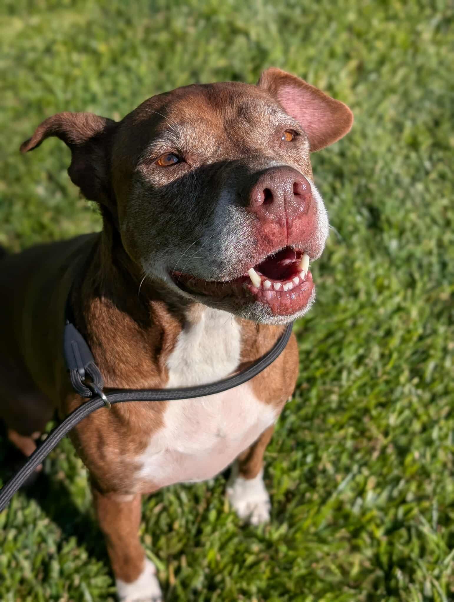 Callie, an adoptable Pit Bull Terrier in Bend, OR, 97701 | Photo Image 2