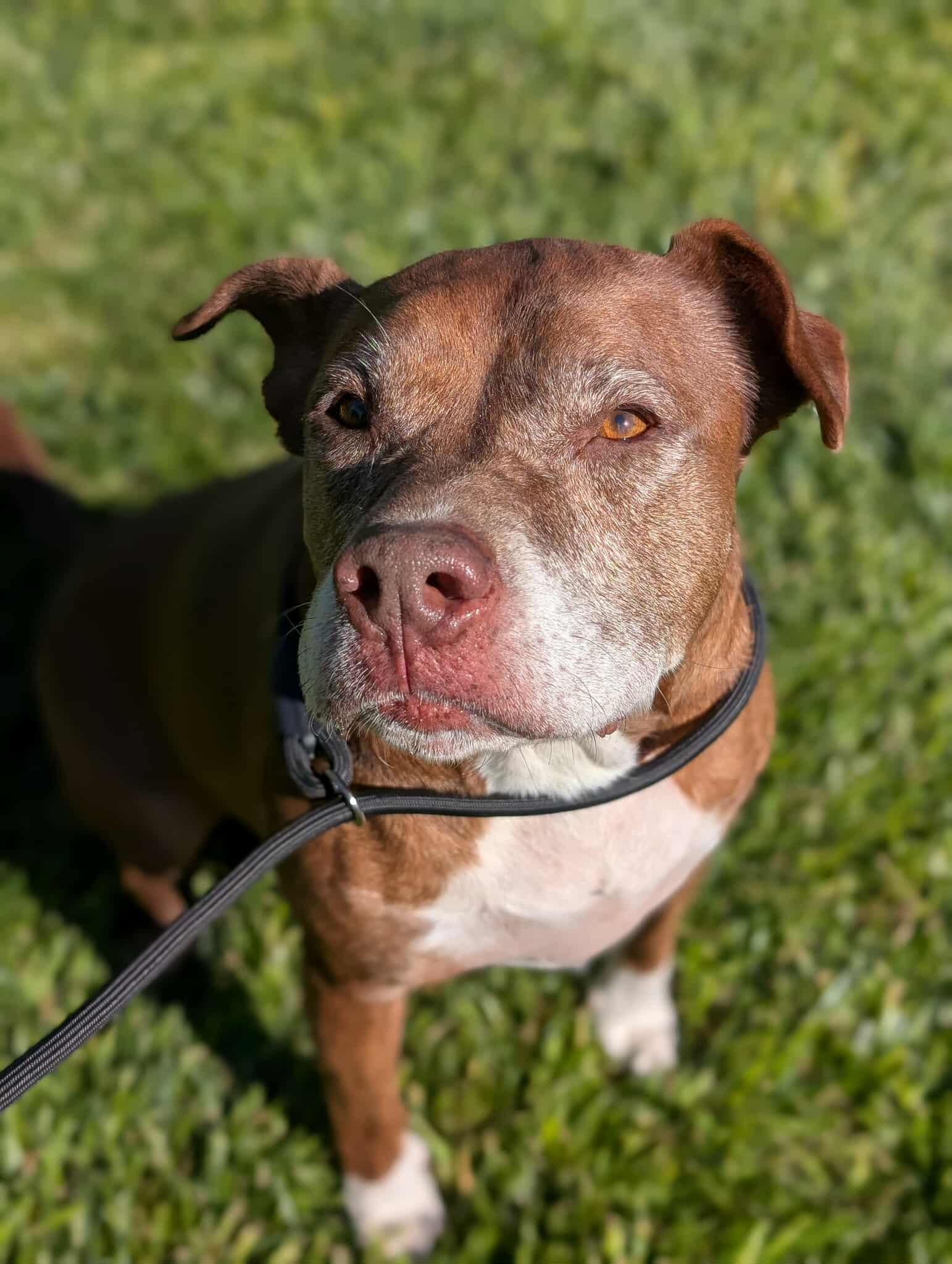 Enlarge Callie, a Adoptable Pit Bull Terrier in Bend, OR image 4/6