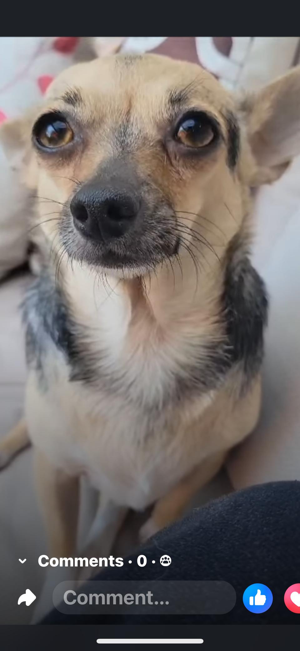 Linda and Bonita, adopted, Young Female Chihuahua.