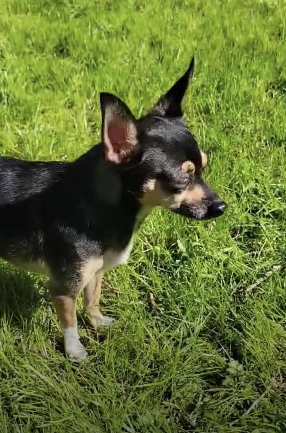 Linda and Bonita, an adoptable Chihuahua in Surrey, BC, V3X 2C1 | Photo Image 2