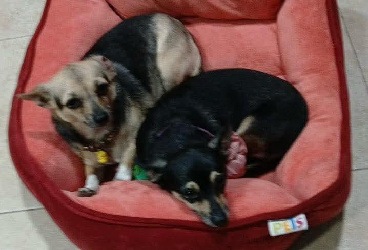 Linda and Bonita, an adoptable Chihuahua in Surrey, BC, V3X 2C1 | Photo Image 1