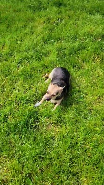 Enlarge Linda and Bonita, an adopted Chihuahua in Surrey, BC video 4/6