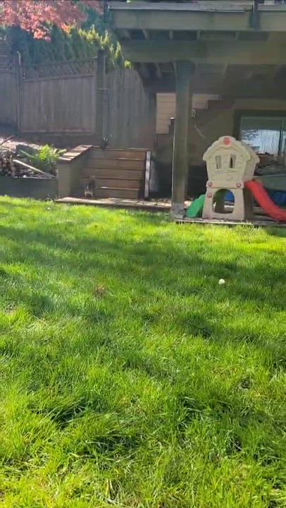 Enlarge Linda and Bonita, an adopted Chihuahua in Surrey, BC video 5/6