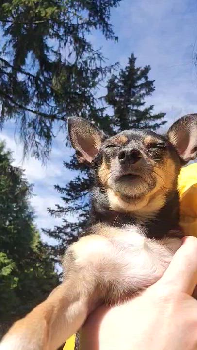 Enlarge Linda and Bonita, an adopted Chihuahua in Surrey, BC video 6/6