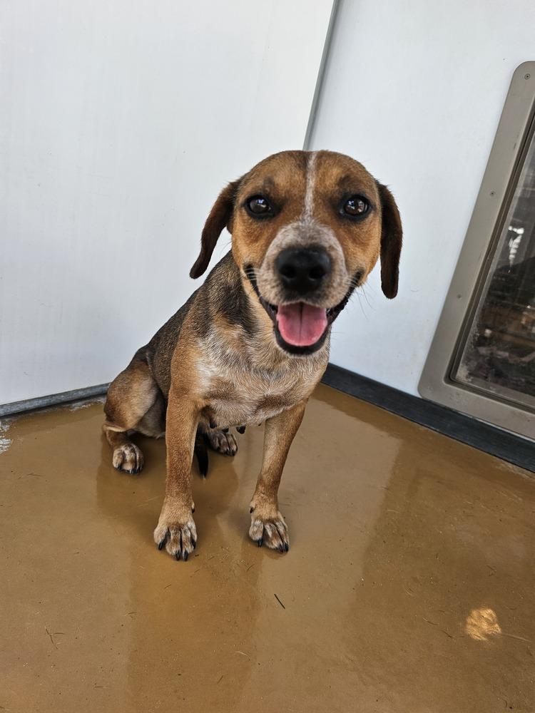 Brownie Sundae thumbnail 3