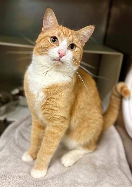 Enlarge TREVOR, a Adoptable Domestic Short Hair in York, SC image 1/1
