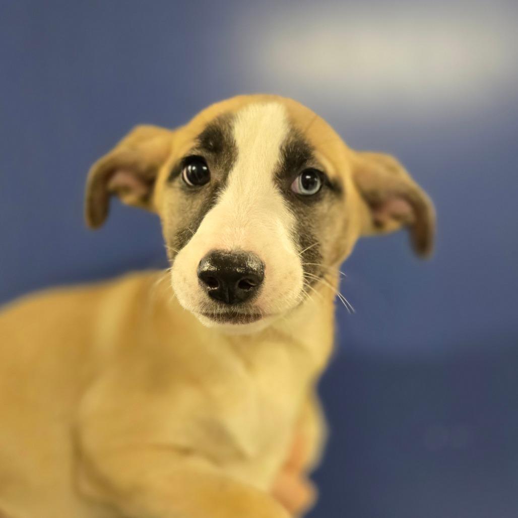 CT Celeste, Adoptable, Puppy Female Catahoula Leopard Dog.