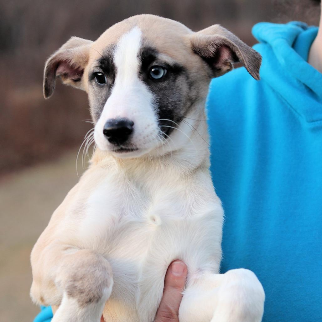 CT Celeste, Adoptable, Puppy Female Catahoula Leopard Dog.
