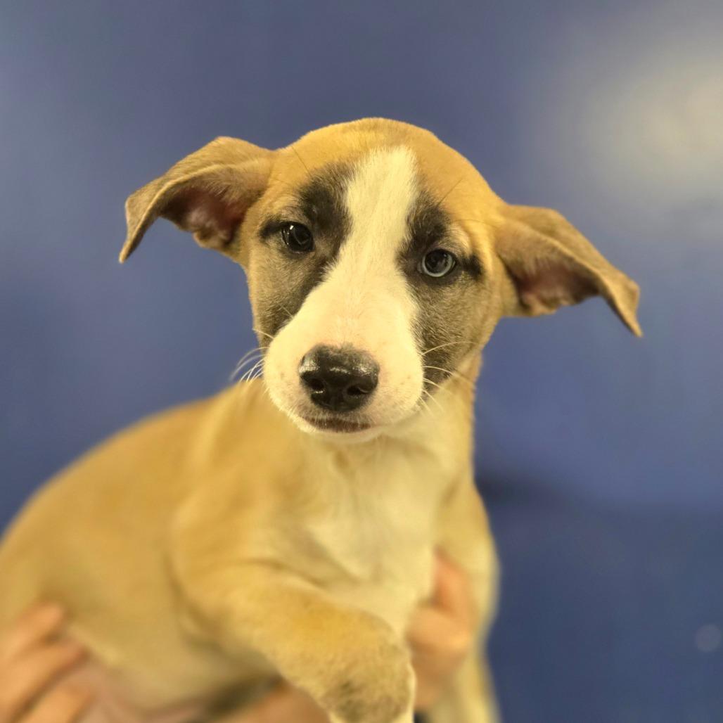 Enlarge CT Celeste, a Adoptable mixed breed in Stormville, NY image 1/2