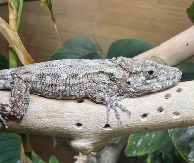 Enlarge Lucy & the Gang, a ADOPTABLE Lizard in Atlantic Highlands, NJ image 3/3