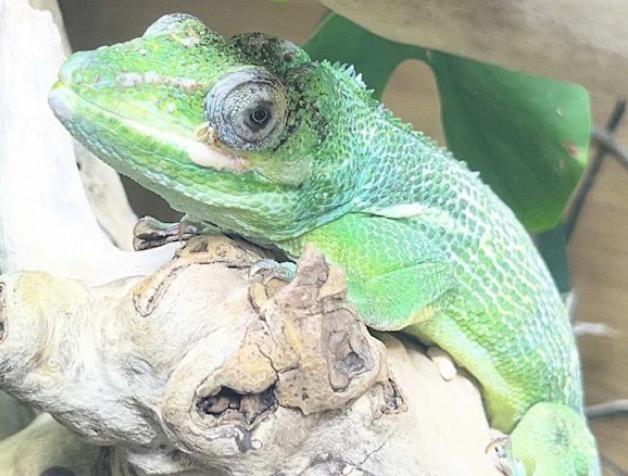 Lucy & the Gang, ADOPTABLE, Adult Female Lizard.