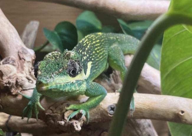 Enlarge Lucy & the Gang, a ADOPTABLE Lizard in Atlantic Highlands, NJ image 2/3