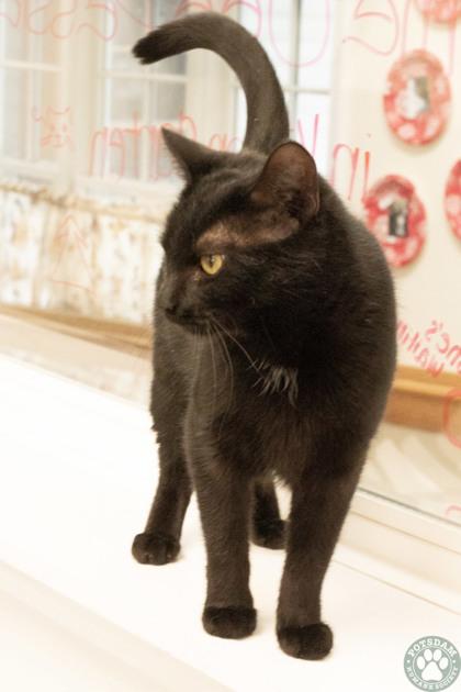 Iggy, a ADOPTABLE Domestic Short Hair in Potsdam, NY image 2/2