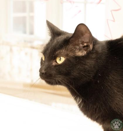 Iggy, a ADOPTABLE Domestic Short Hair in Potsdam, NY image 1/2
