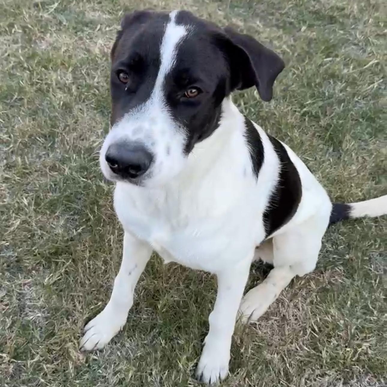 Enlarge Rocco, a Adoptable mixed breed in Dayville, CT image 1/6