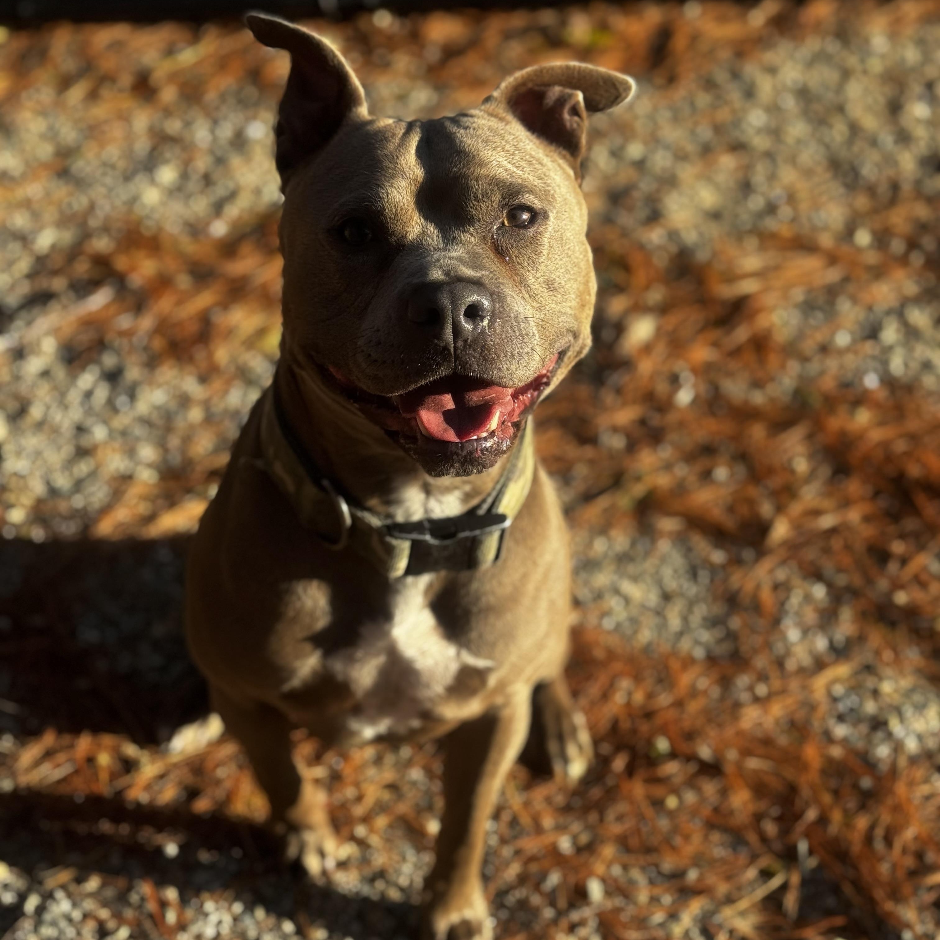 Wilson, Adoptable, Adult Male Pit Bull Terrier.