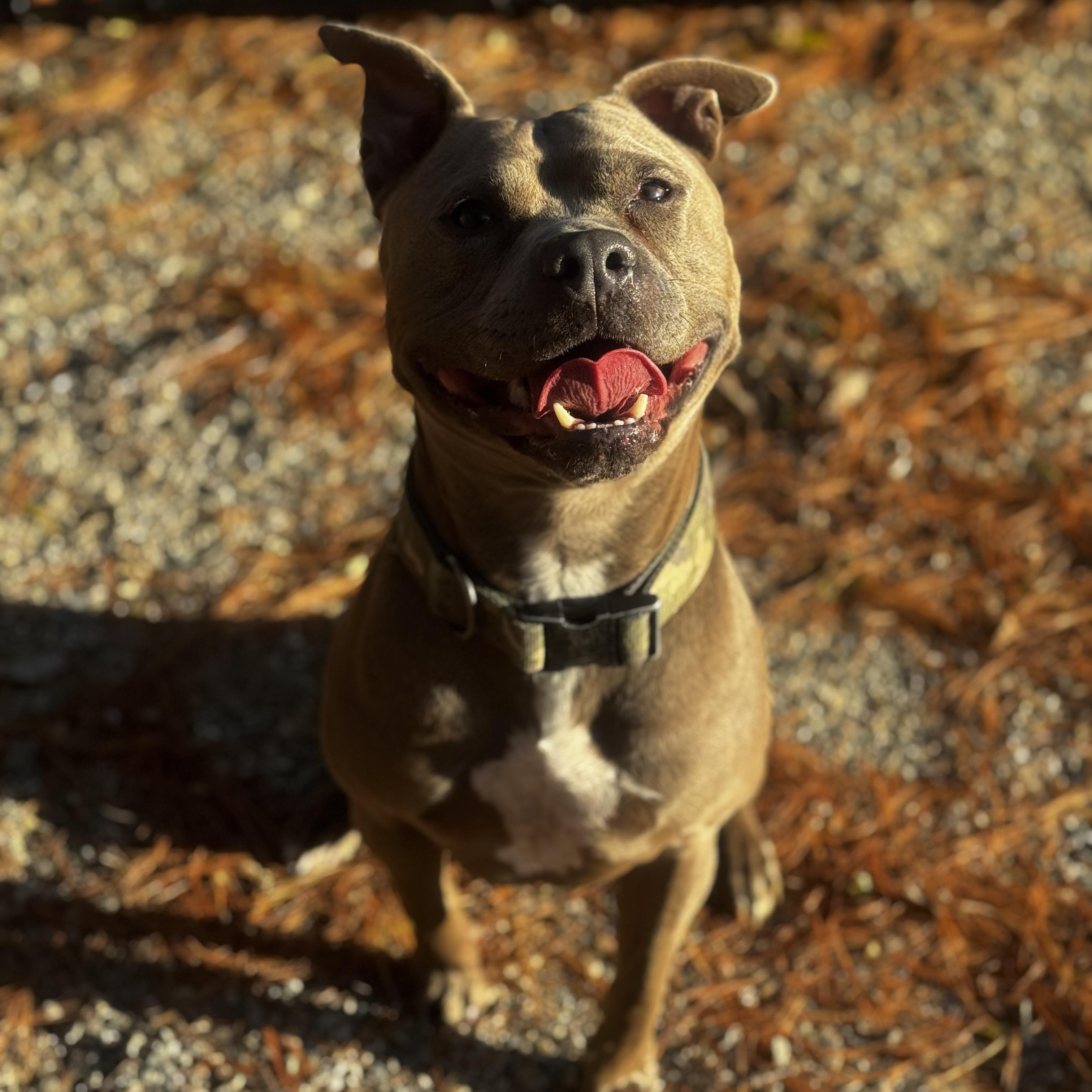 Enlarge Wilson, a Adoptable Pit Bull Terrier in Middleboro, MA image 2/3
