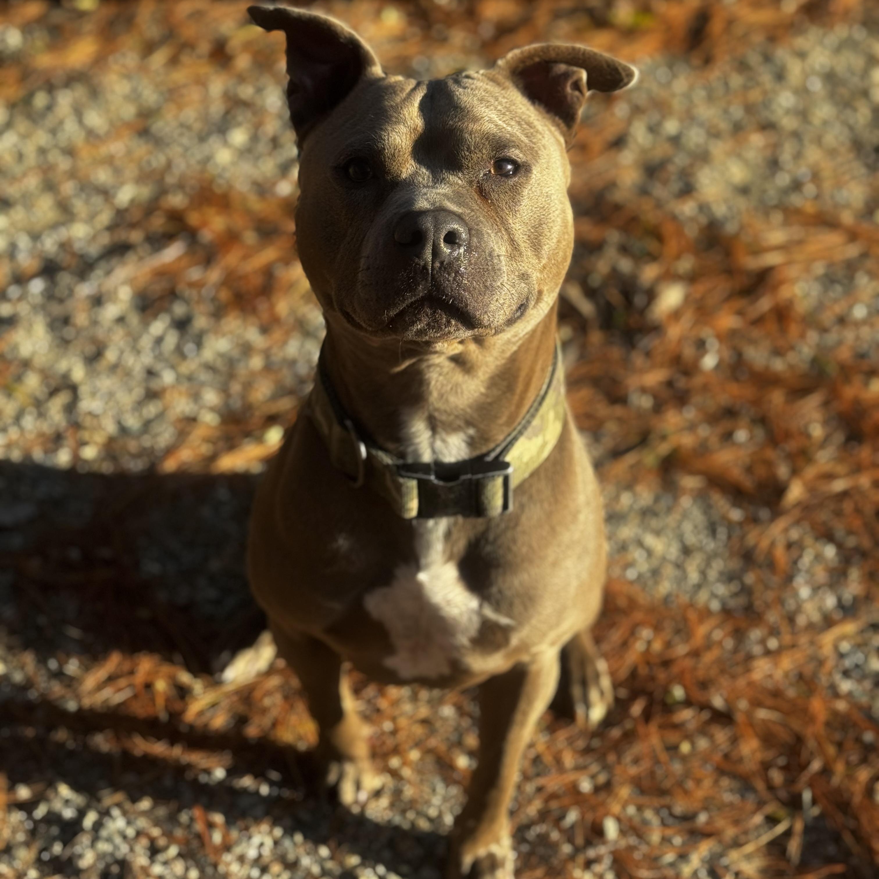 Enlarge Wilson, a Adoptable Pit Bull Terrier in Middleboro, MA image 3/3