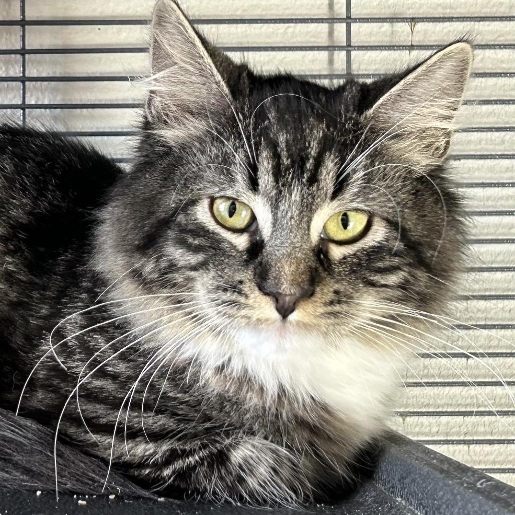 Fae, Adoptable, Kitten Male Domestic Long Hair.