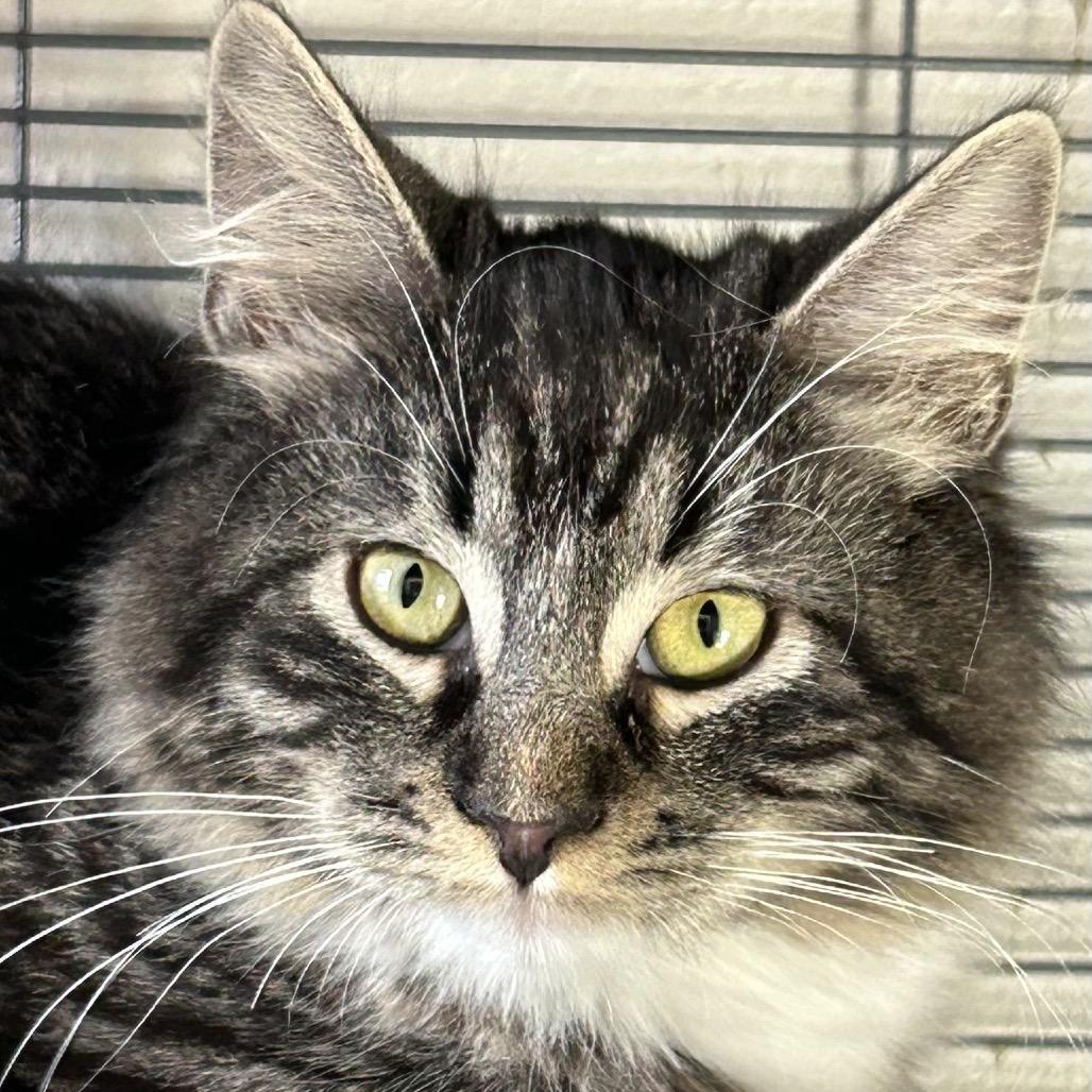Enlarge Fae, a Adoptable Domestic Long Hair in Hannibal, MO image 2/2