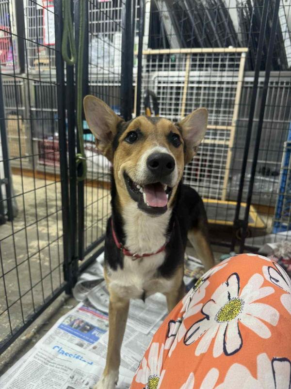 Majestic Aventurine, Adoptable, Young Male German Shepherd Dog & Cattle Dog.