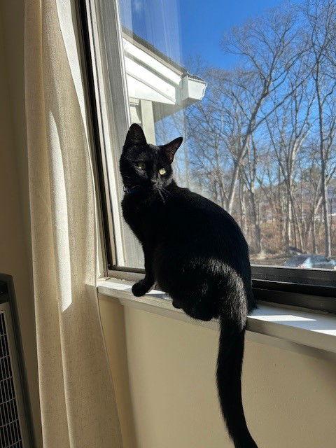 Billy, Adoptable, Young Male Domestic Short Hair.