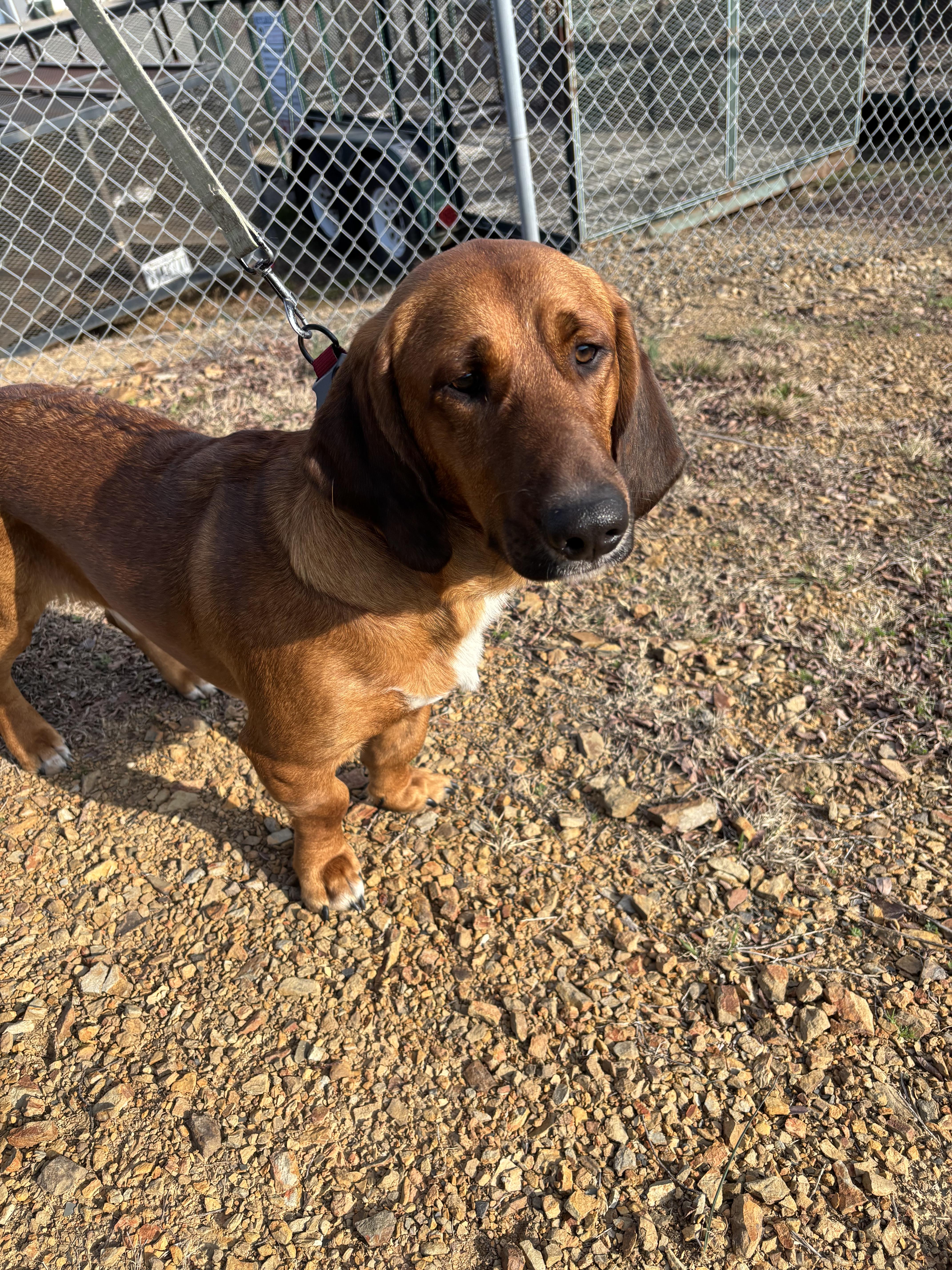Brownie, a ADOPTABLE mixed breed in Conway, AR image 2/2