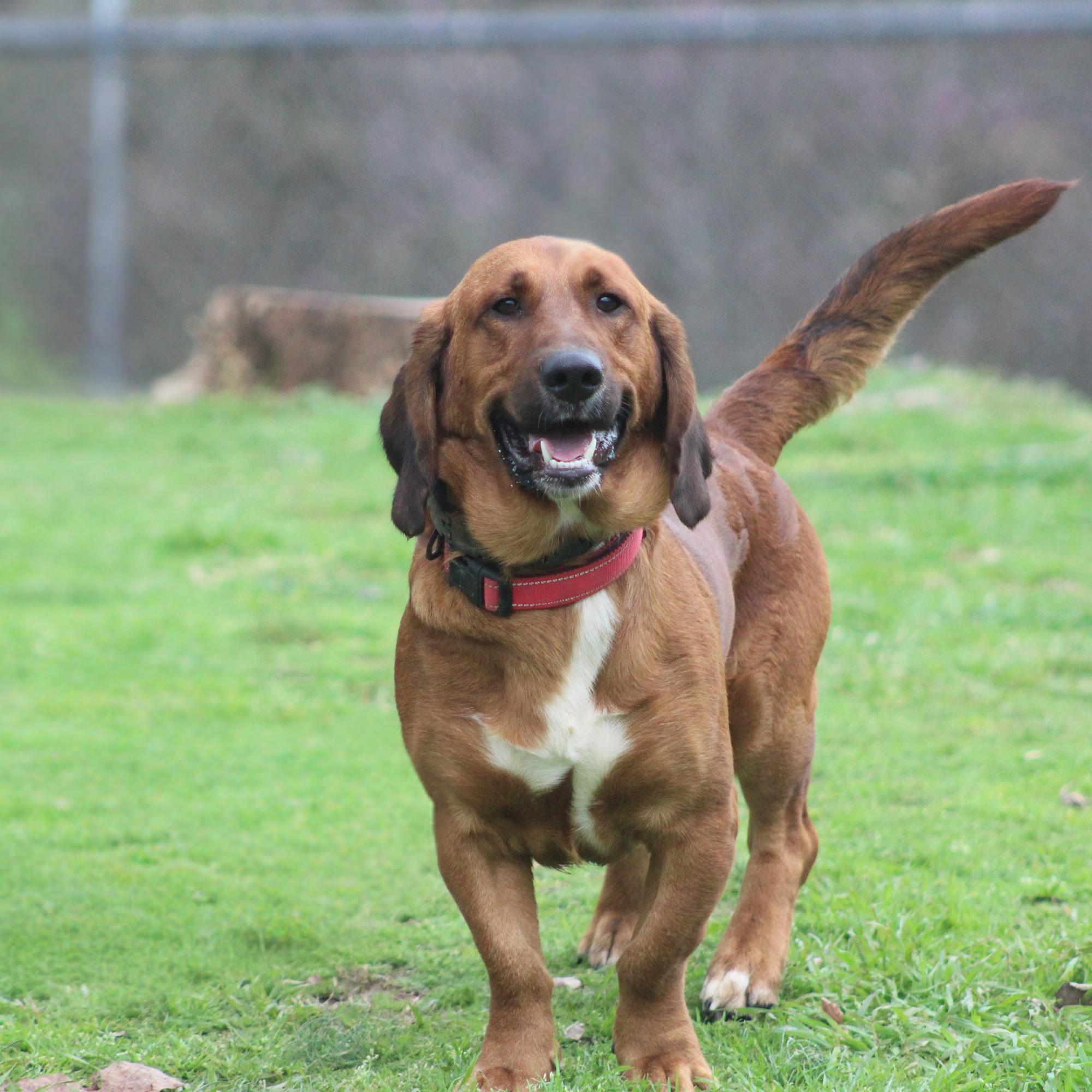 Brownie, ADOPTABLE, Adult Male Hound.