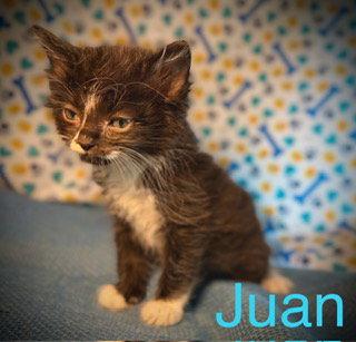 Juan, Adoptable, Kitten Male Domestic Medium Hair.