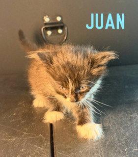 Juan, Adoptable, Kitten Male Domestic Medium Hair.