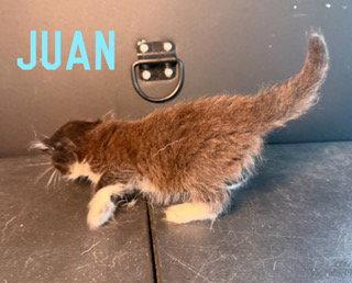 Enlarge Juan, a Adoptable Domestic Medium Hair in Pleasanton, TX image 2/3