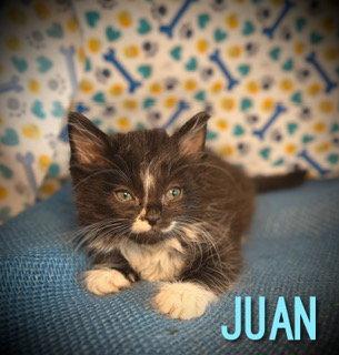 Enlarge Juan, a Adoptable Domestic Medium Hair in Pleasanton, TX image 3/3