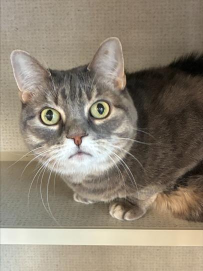 MISTY ME, Adoptable, Senior Female Domestic Short Hair.