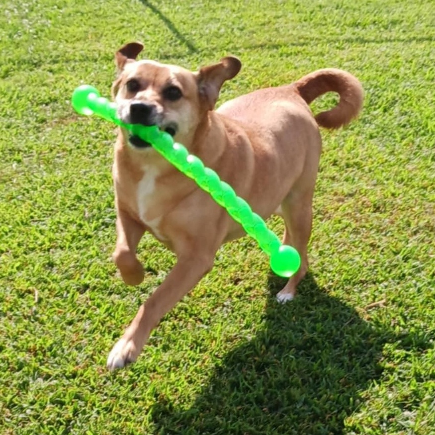 Enlarge Lacy, a Adoptable mixed breed in Hopkinton, MA image 3/6