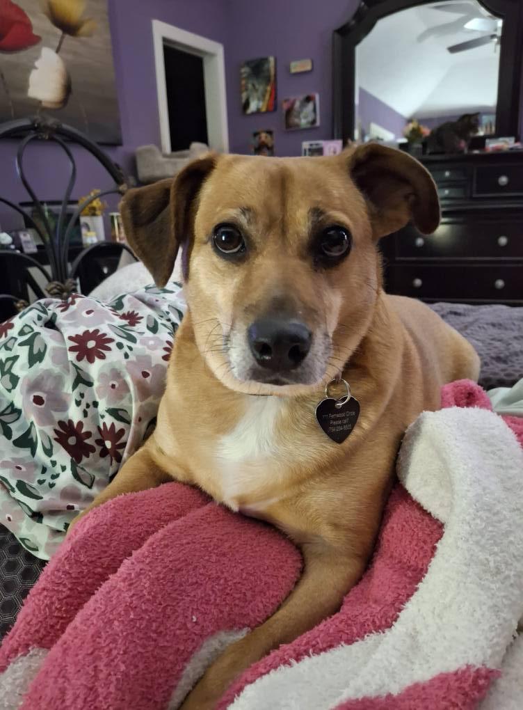 Enlarge Lacy, a Adoptable mixed breed in Hopkinton, MA image 5/6