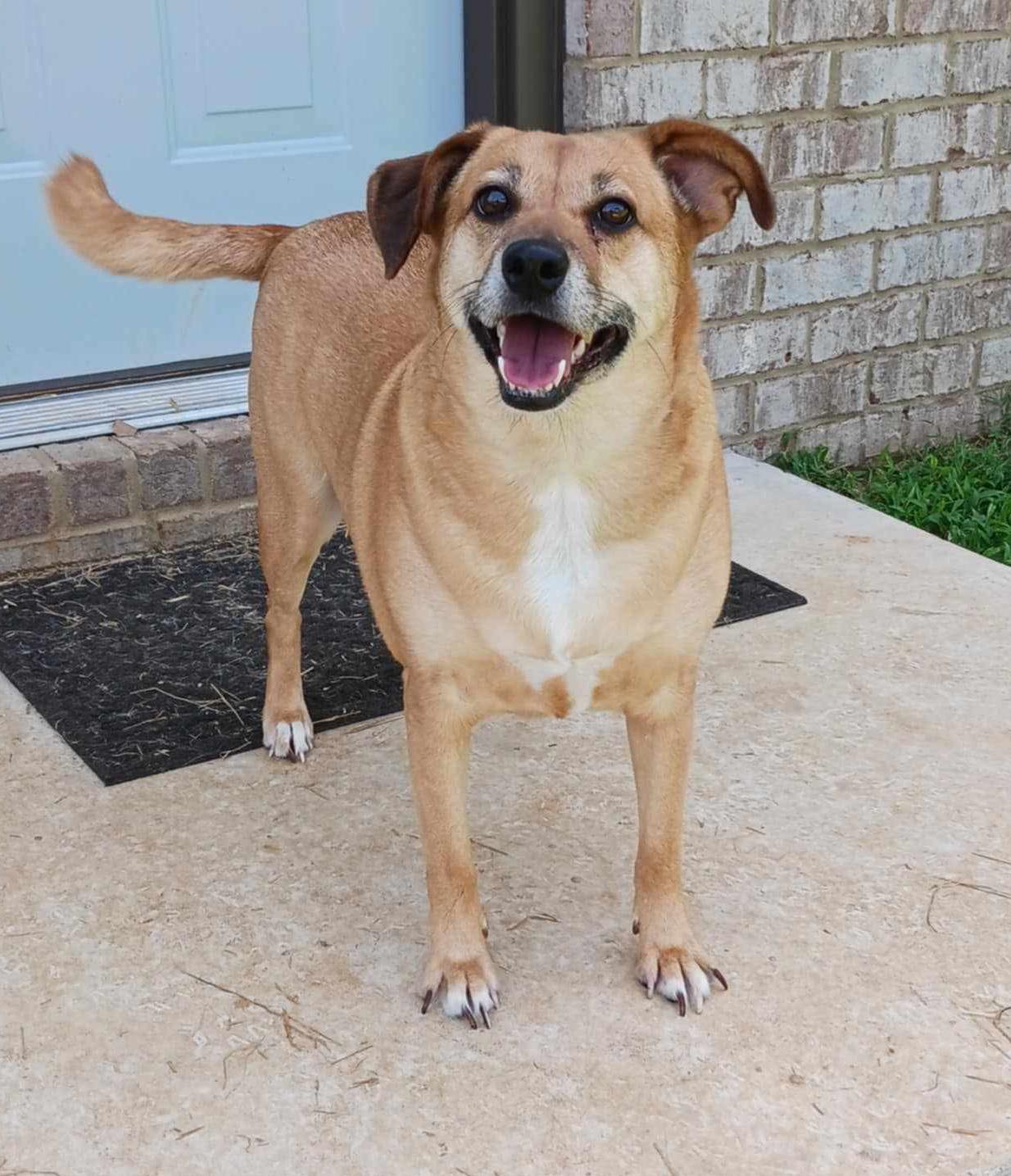 Enlarge Lacy, a Adoptable mixed breed in Hopkinton, MA image 2/6