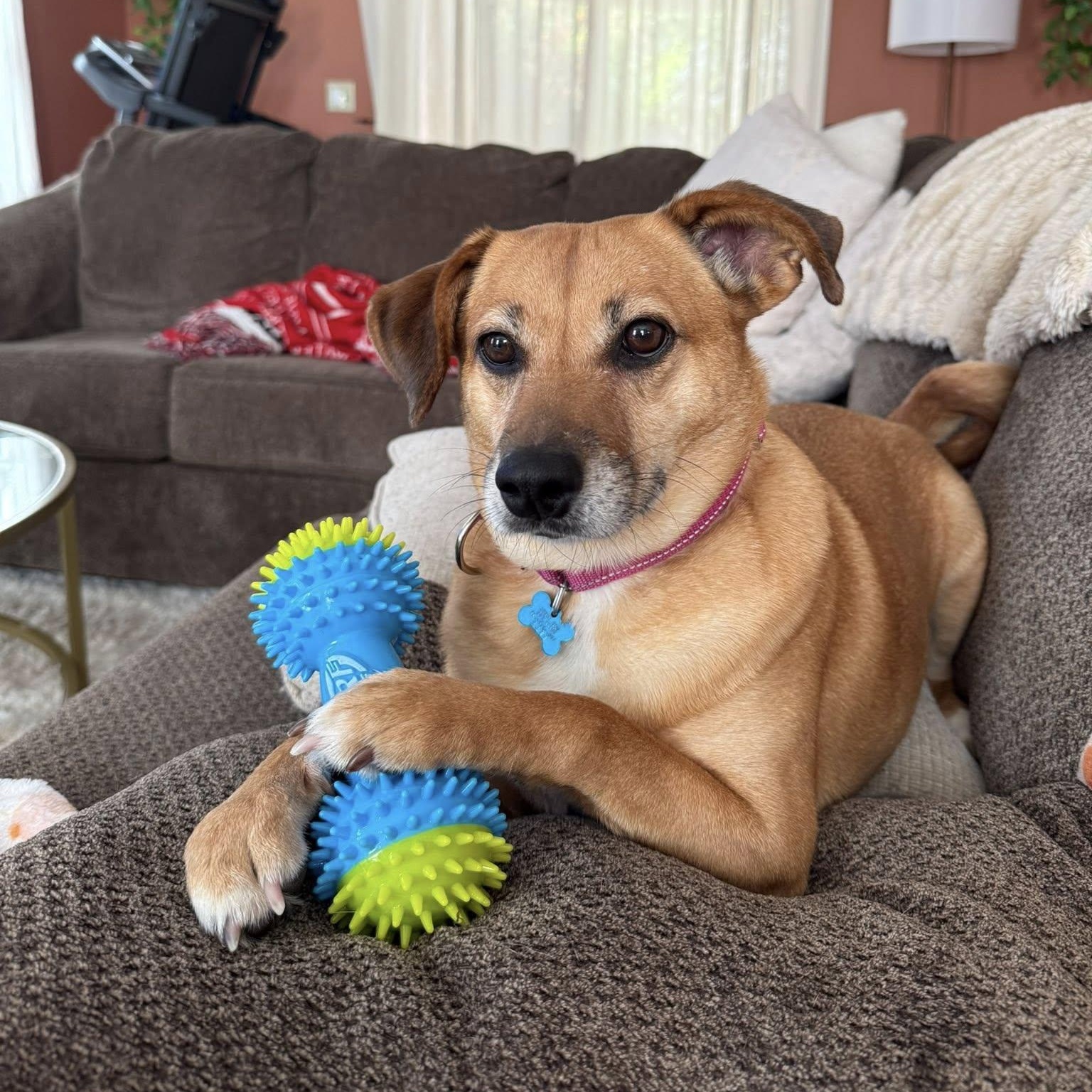 Lacy, Adoptable, Adult Female Mixed Breed.
