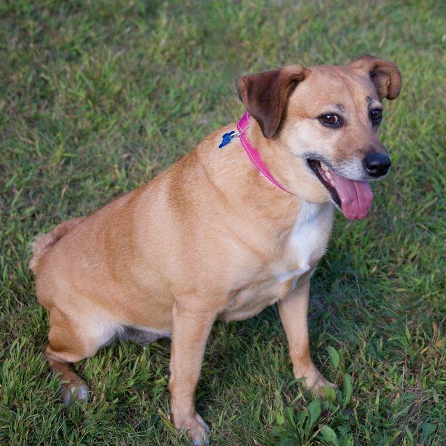 Enlarge Lacy, a Adoptable mixed breed in Hopkinton, MA image 6/6