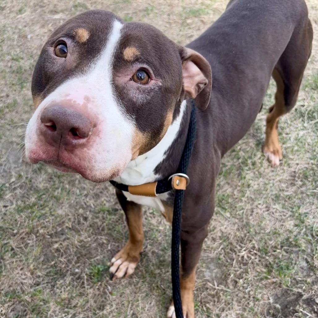 Enlarge Clubs, a Adoptable Pit Bull Terrier in St Joseph, MO image 1/2