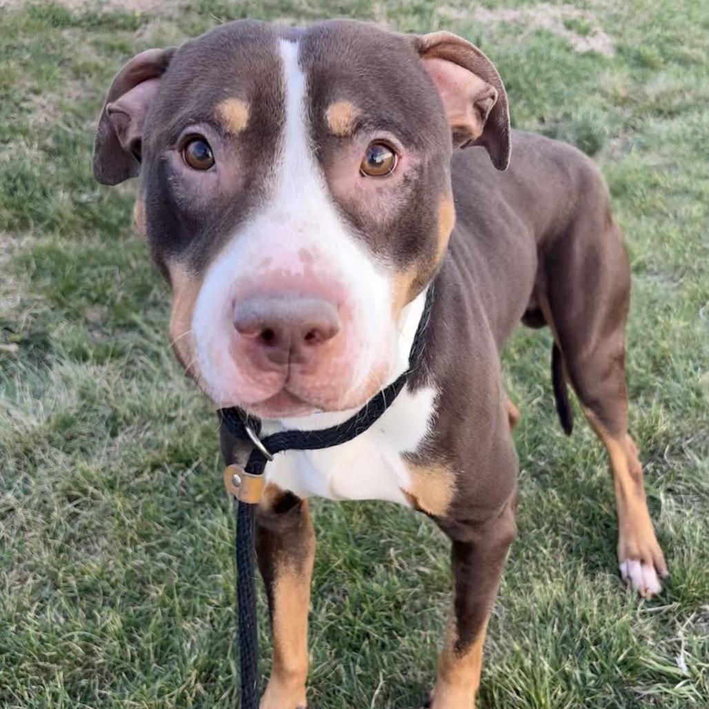 Enlarge Clubs, a Adoptable Pit Bull Terrier in St Joseph, MO image 2/2