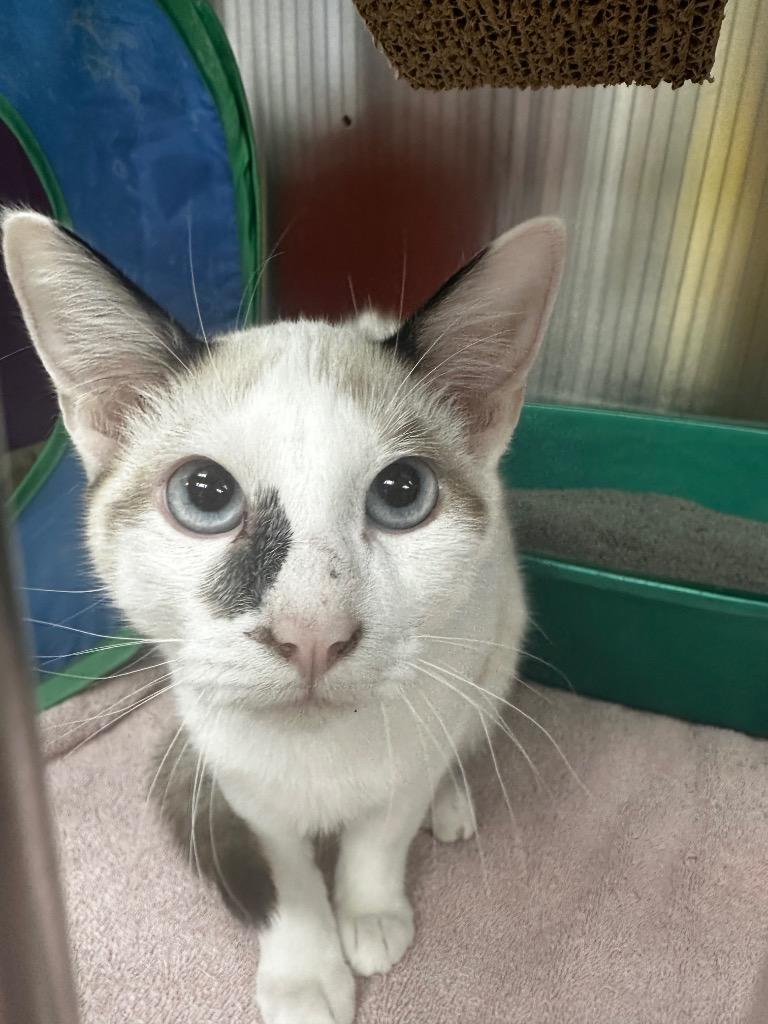 Wiley, Adoptable, Kitten Male Domestic Short Hair.