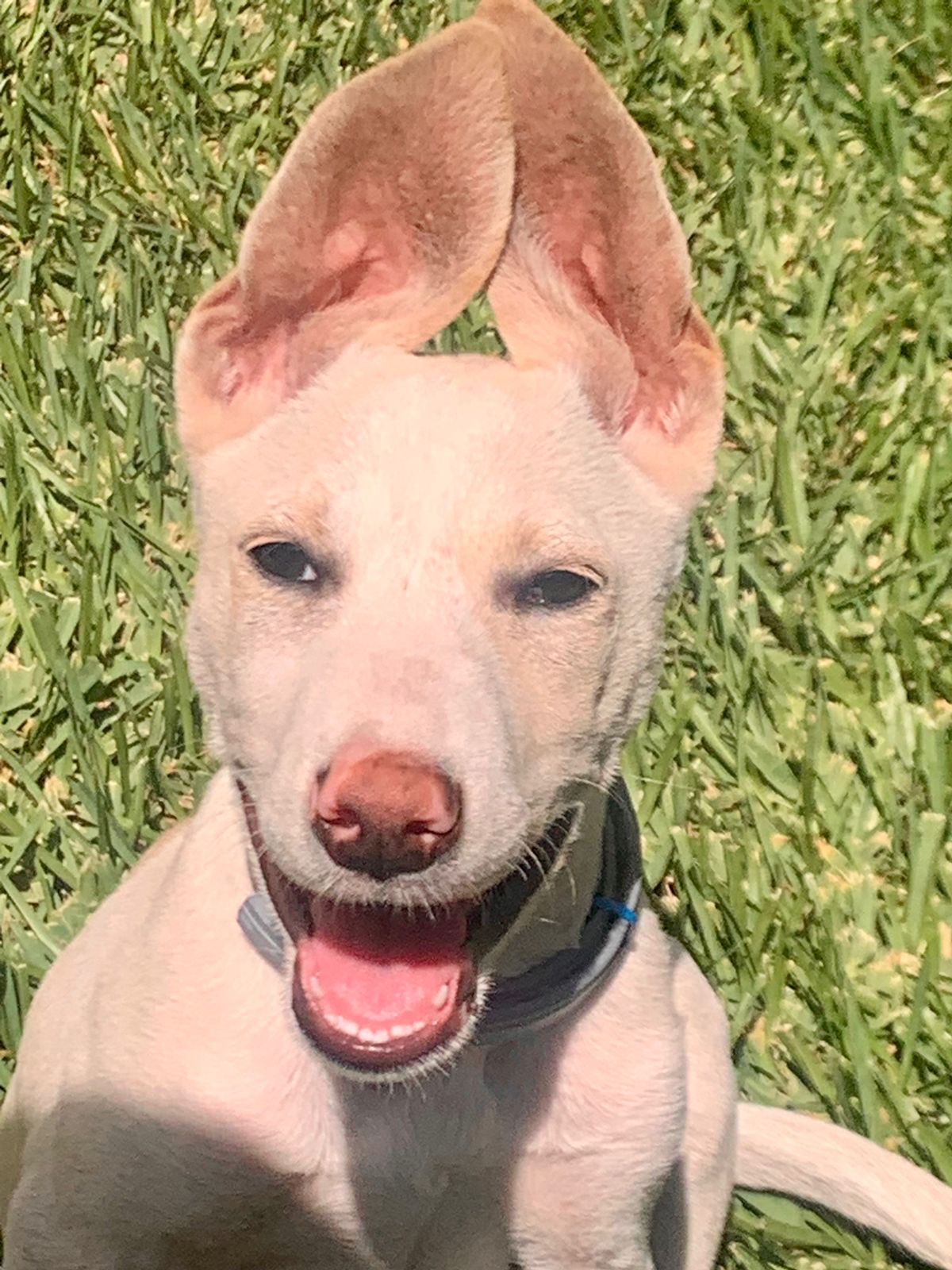 Dulce, a Adoptable mixed breed image 4/4