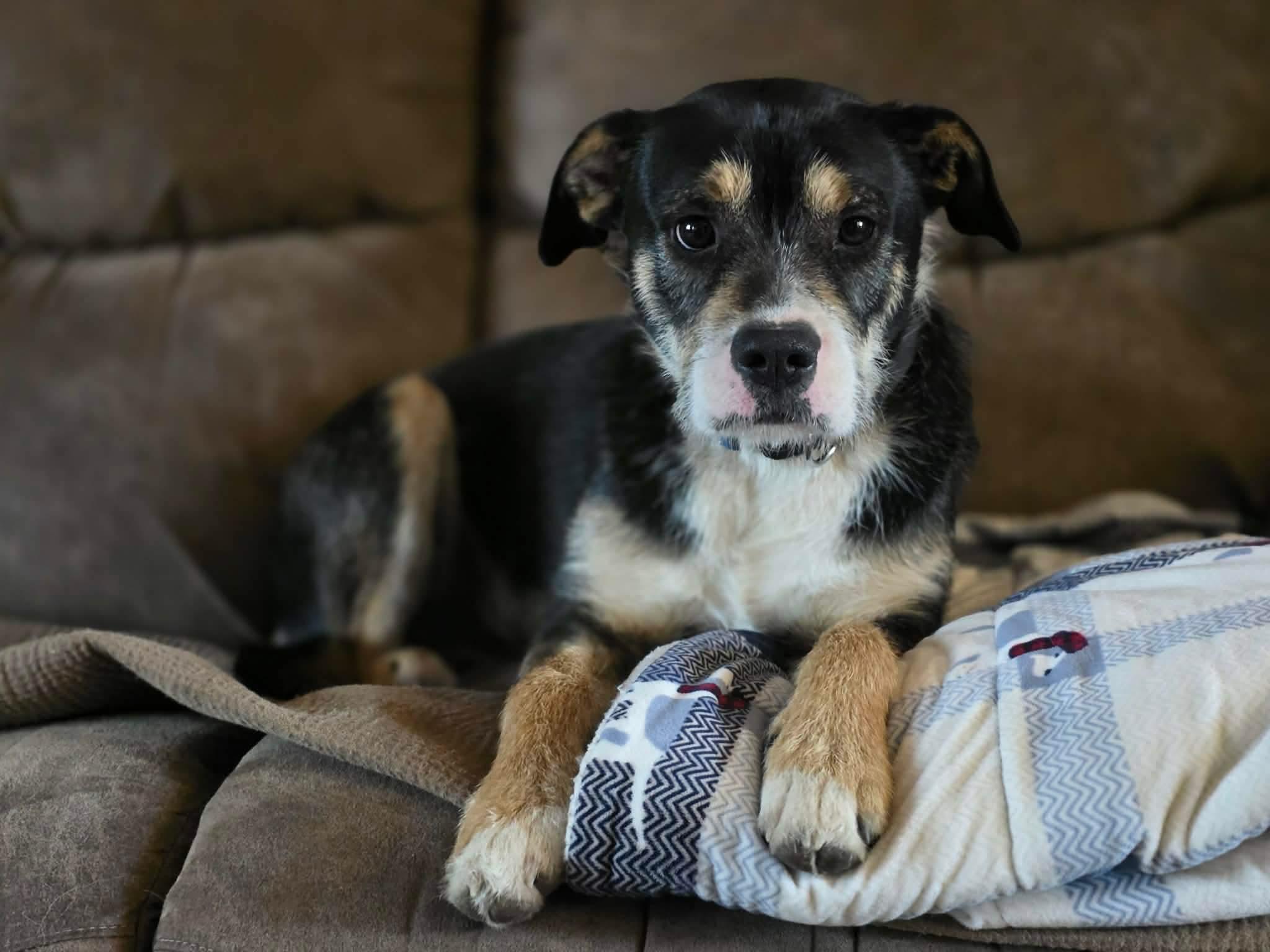 Felix, Adoptable, Young Male Wirehaired Terrier & Hound.