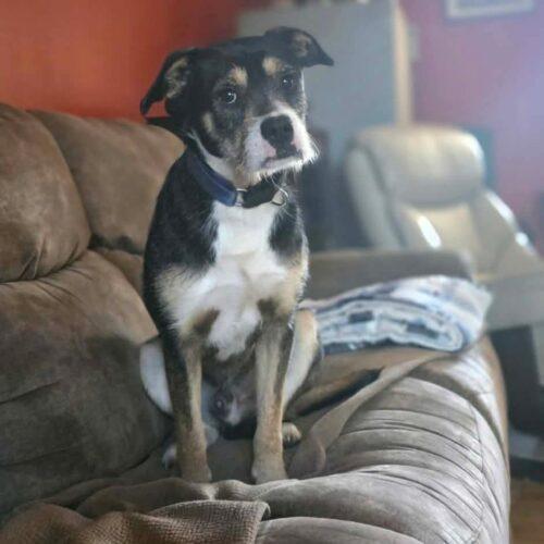 Felix, Adoptable, Young Male Wirehaired Terrier & Hound.