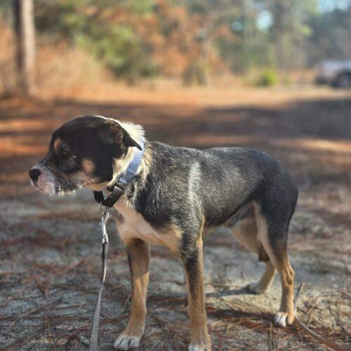 Enlarge Felix, a Adoptable mixed breed in Sanford, NC image 2/5