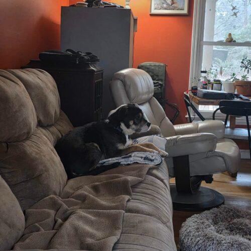 Enlarge Felix, a Adoptable mixed breed in Sanford, NC image 3/5