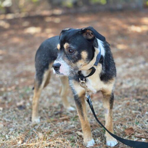 Enlarge Felix, a Adoptable mixed breed in Sanford, NC image 4/5