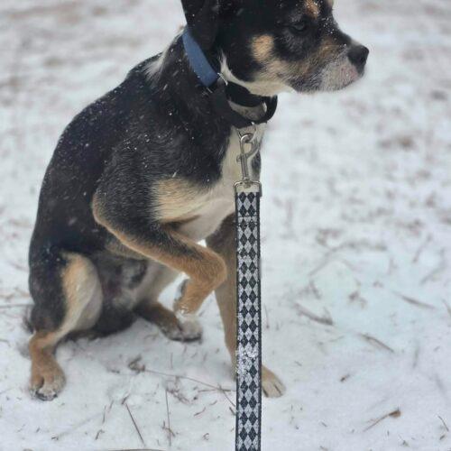 Enlarge Felix, a Adoptable mixed breed in Sanford, NC image 5/5