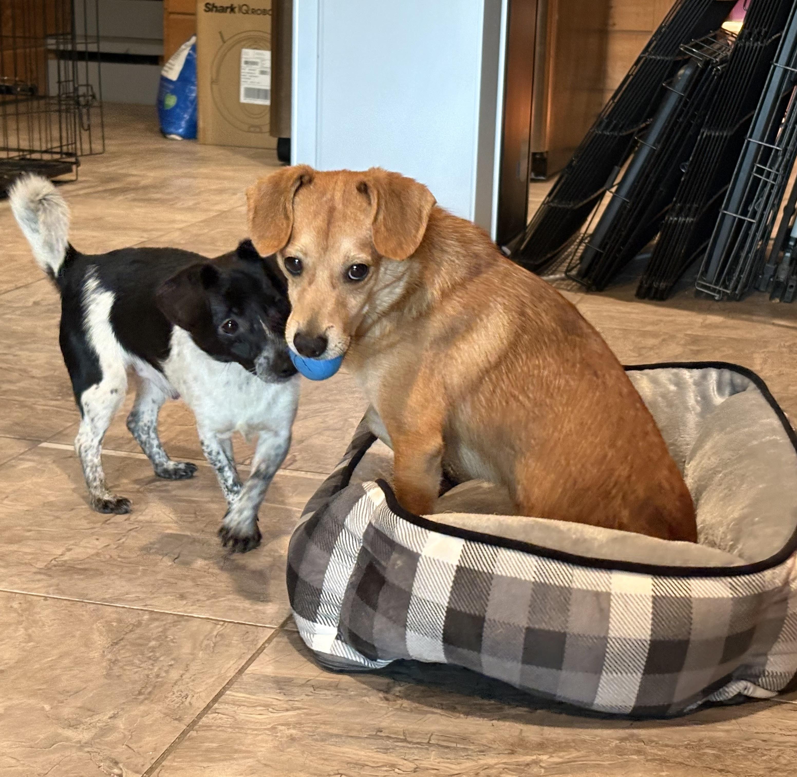 Enlarge Bryan, a Adoptable mixed breed in Weare, NH image 4/6